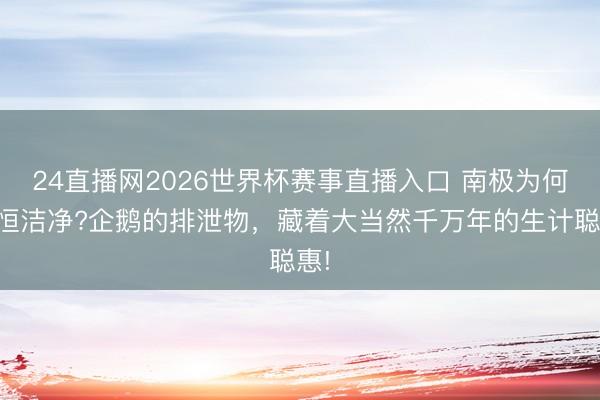 24直播网2026世界杯赛事直播入口 南极为何永恒洁净?企鹅的排泄物，藏着大当然千万年的生计聪惠!